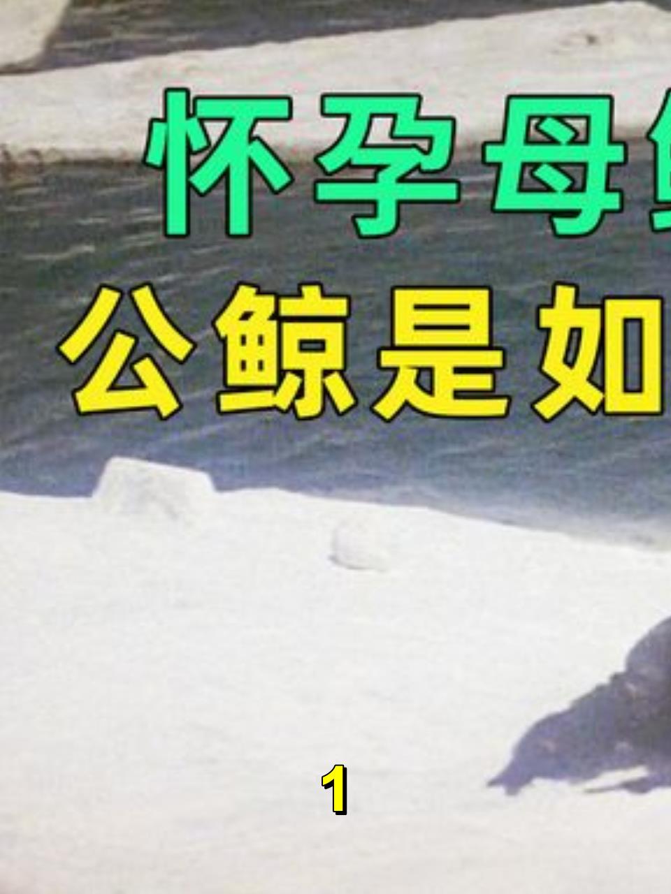 怀孕母鲸鱼被人类所害,公鲸展现高智商复仇,结局超爽!1