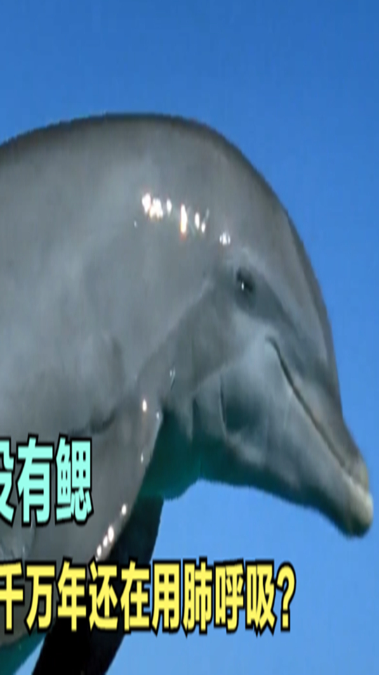 鲸鱼没有鳃,但是它们在海中进化了五千万年,为什么还是用肺呼吸