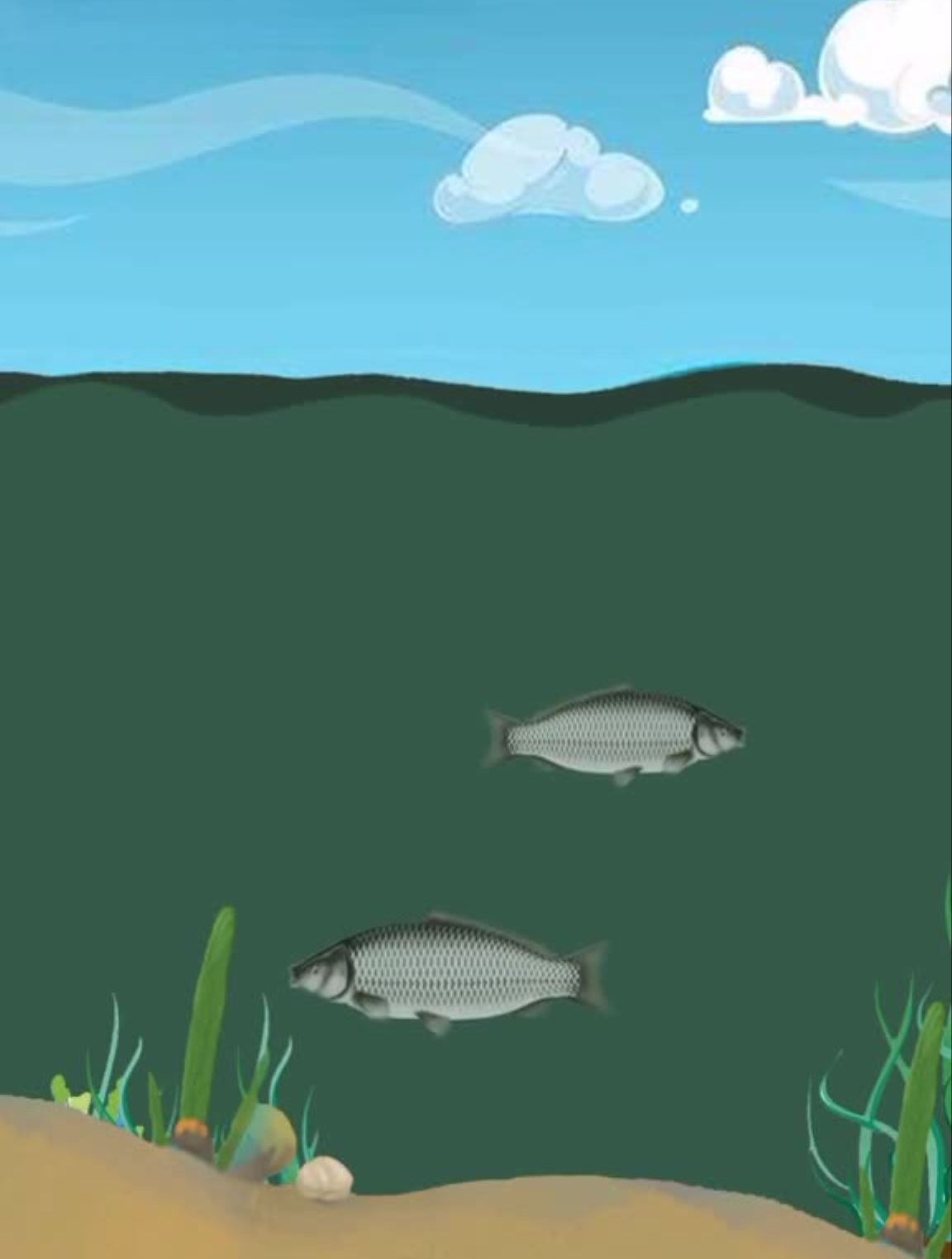 一般鱼儿的活动规律