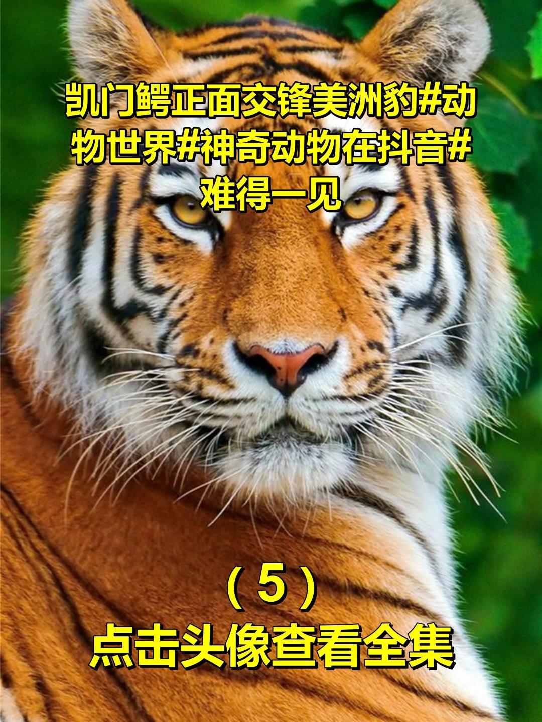 凯门鳄正面交锋美洲豹 动物世界 神奇动物在抖音 难得一见5