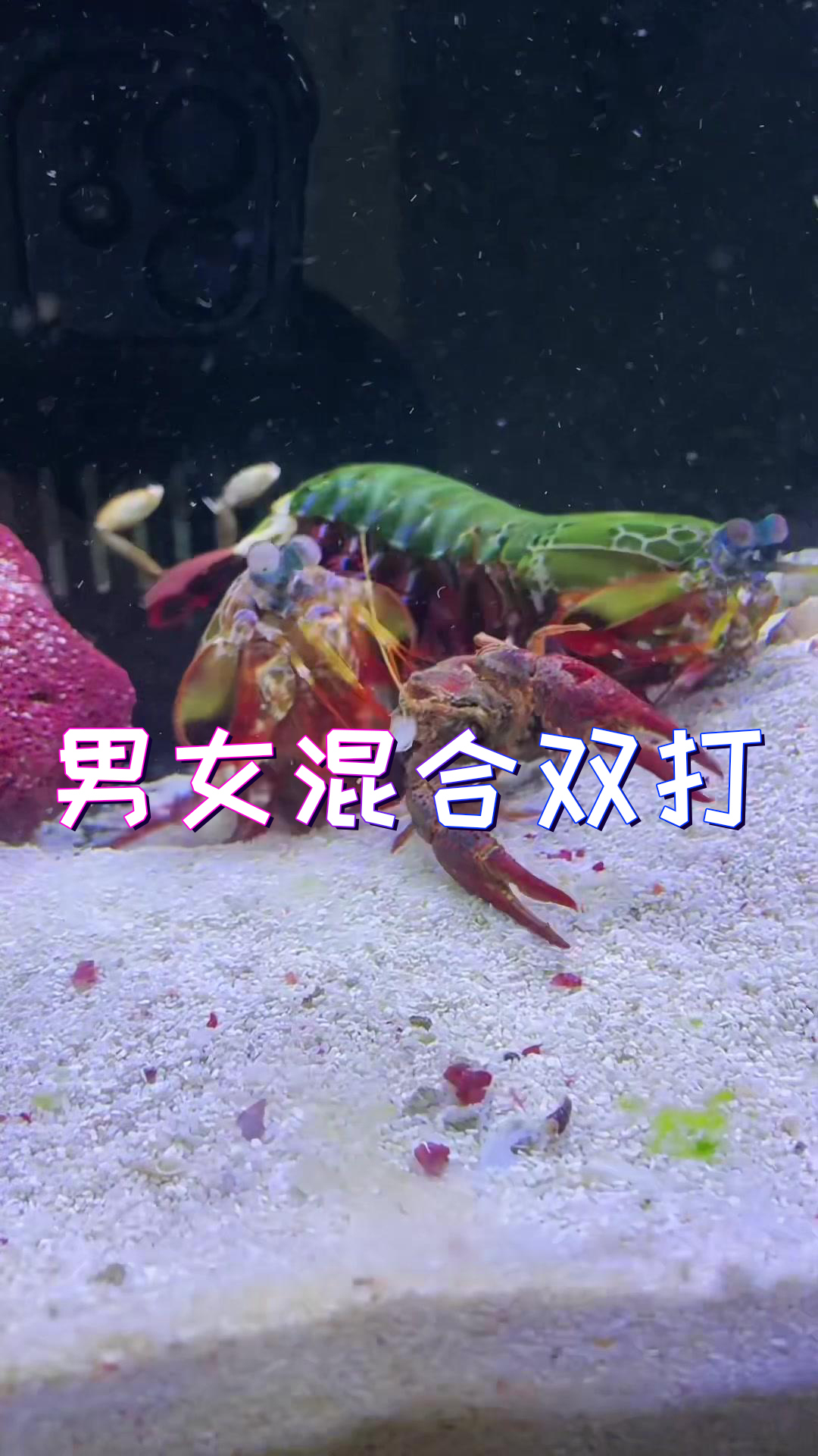 万万没想到啊!螳螂虾是个渣男!