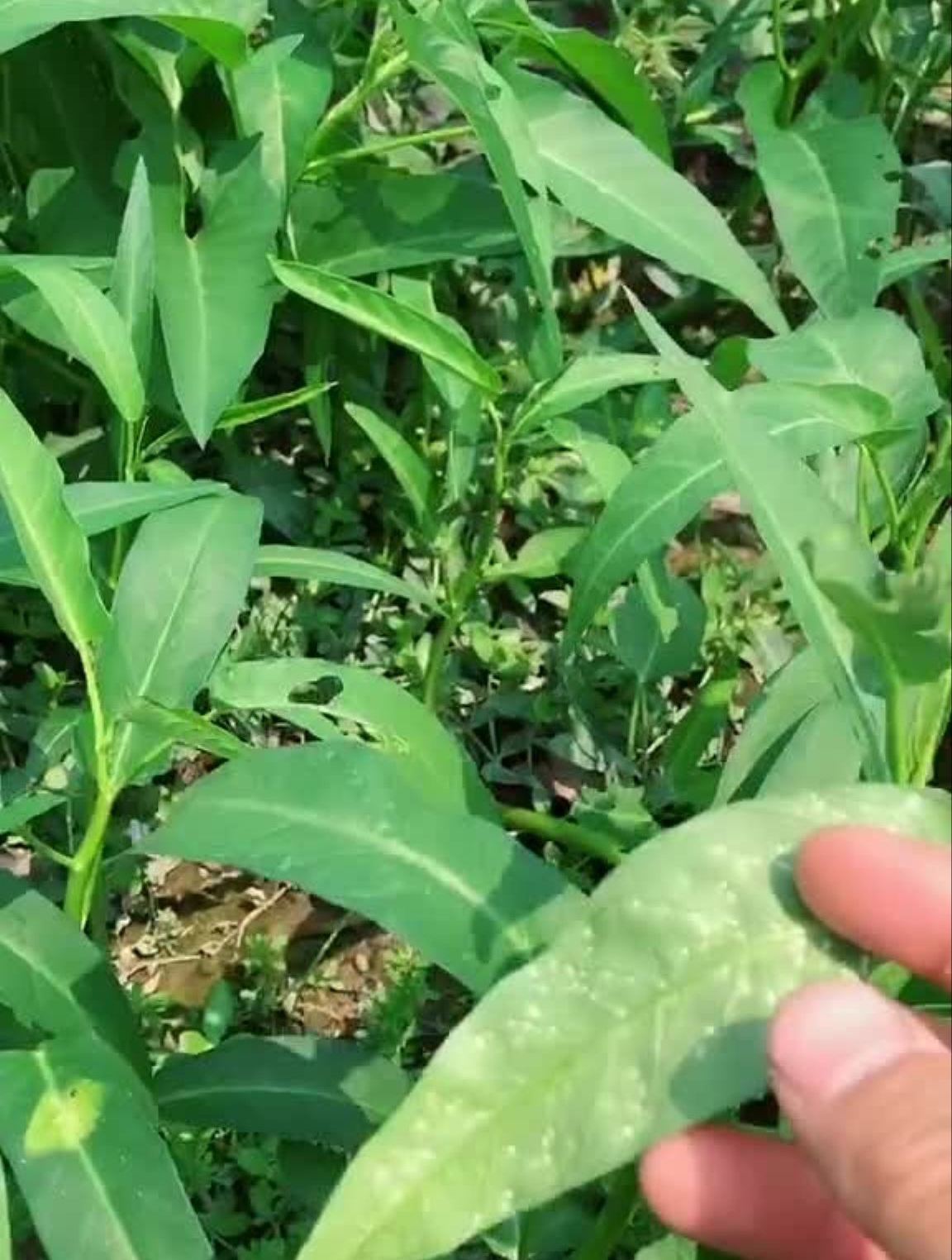 空心菜白锈病甲霜灵系列主要引起原因是高温高湿,不通风缺营养