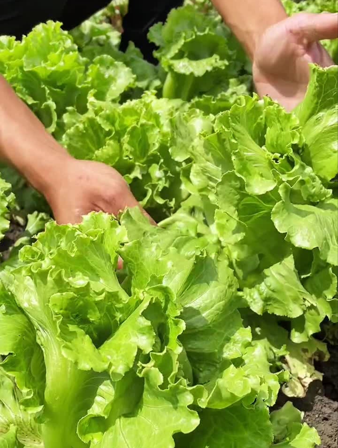 夏季也能生长出这么好的生菜,这就是意大利生菜!