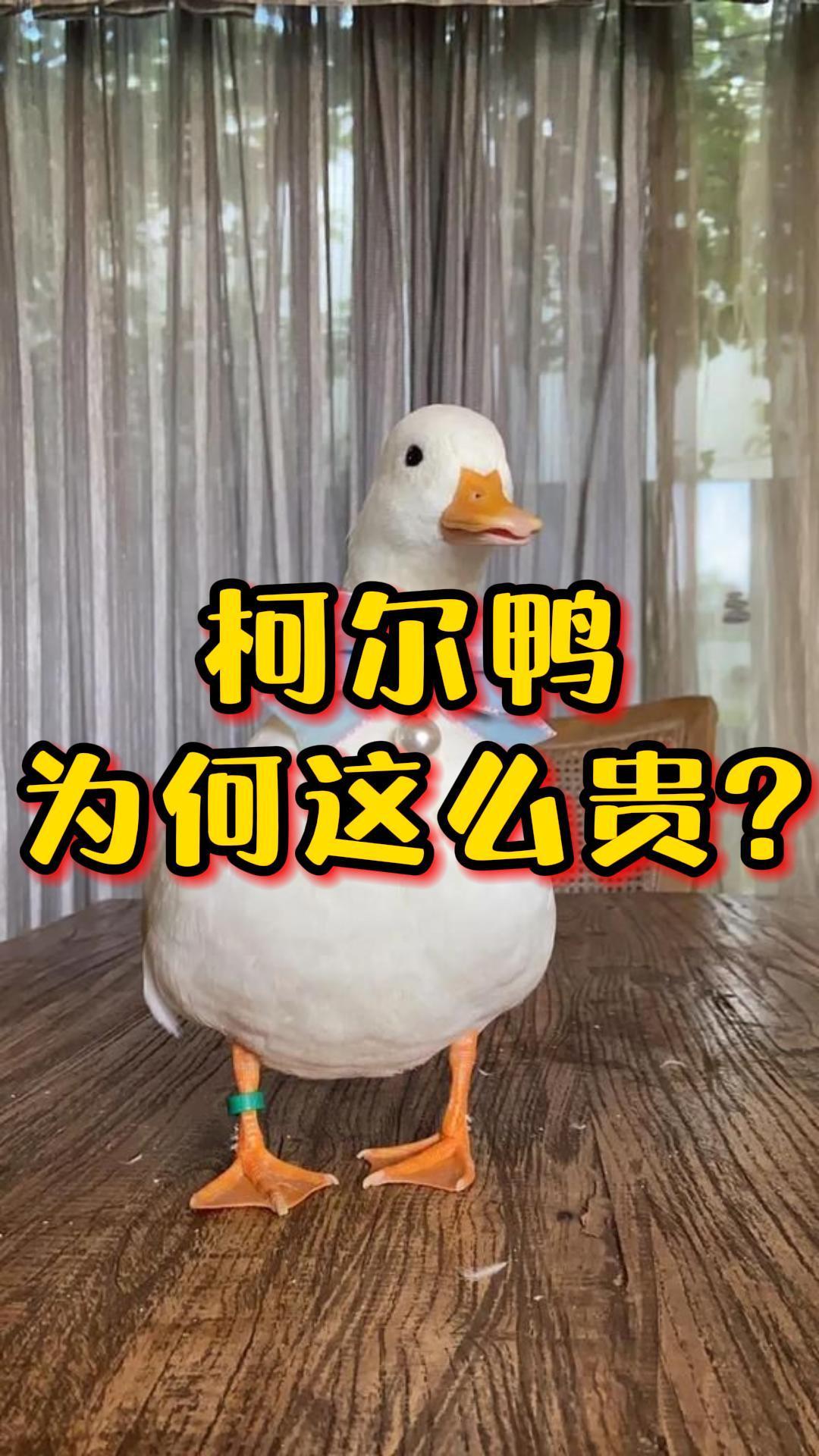 同样是鸭子,为何柯尔鸭能卖到上万元一只?