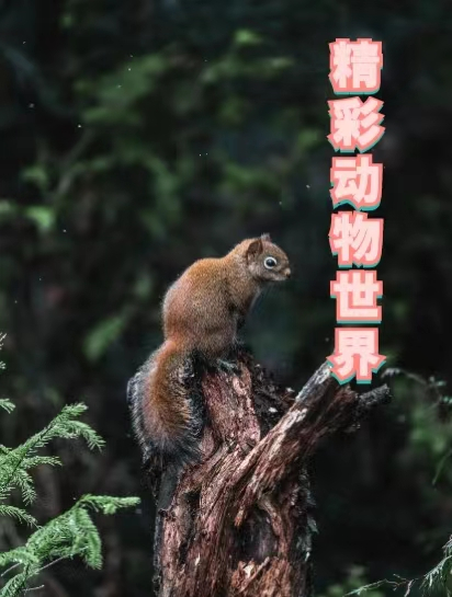 老虎为啥打不过熊?东北虎和棕熊差距有多大,2对1被熊暴揍5