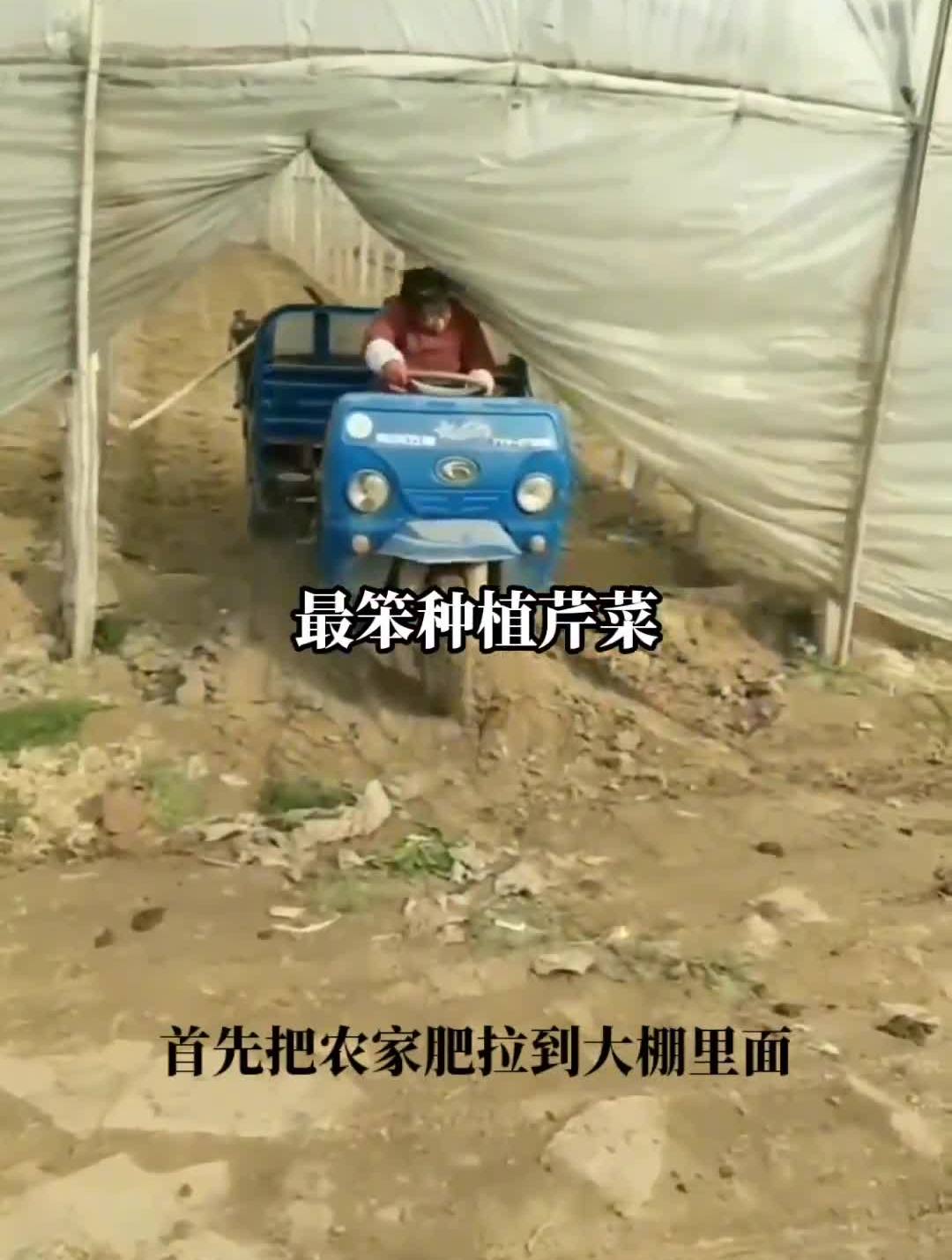 最笨种芹菜全过程希望能帮到所有朋友三农农业