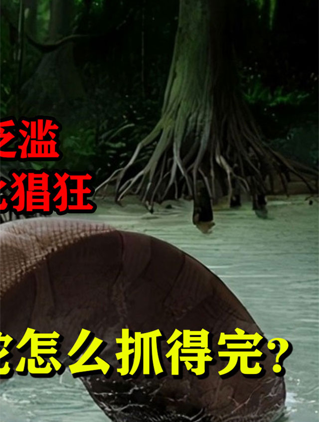 缅甸蟒在美国泛滥,生吞鳄鱼无比猖狂,30万只大蛇怎么抓得完?03