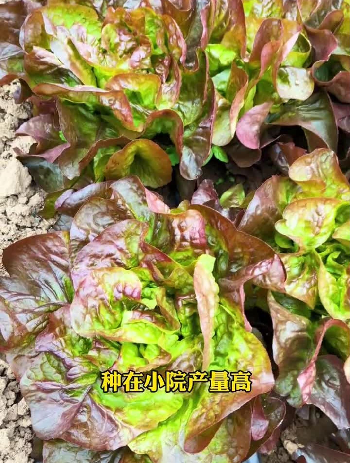 好看又好吃的生菜品种,活跃在各大西餐厅