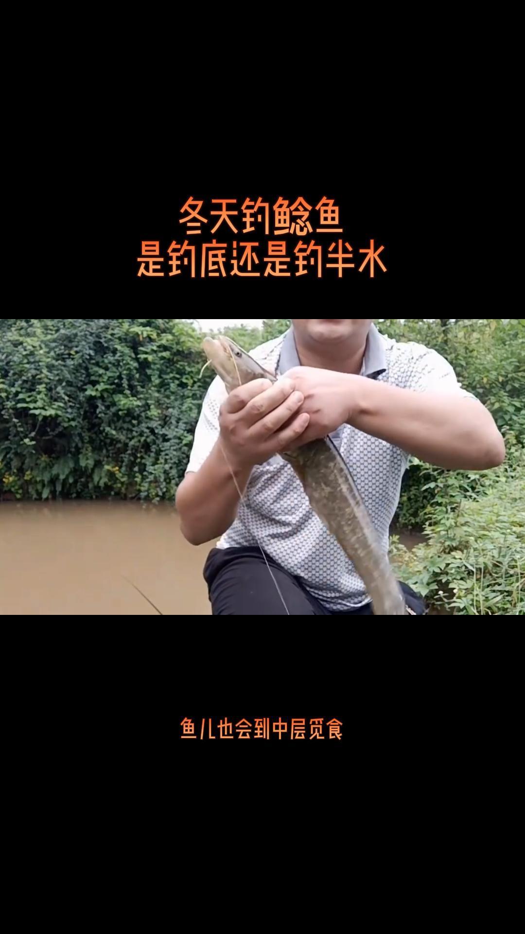 冬天钓鲶鱼是钓底还是钓半水