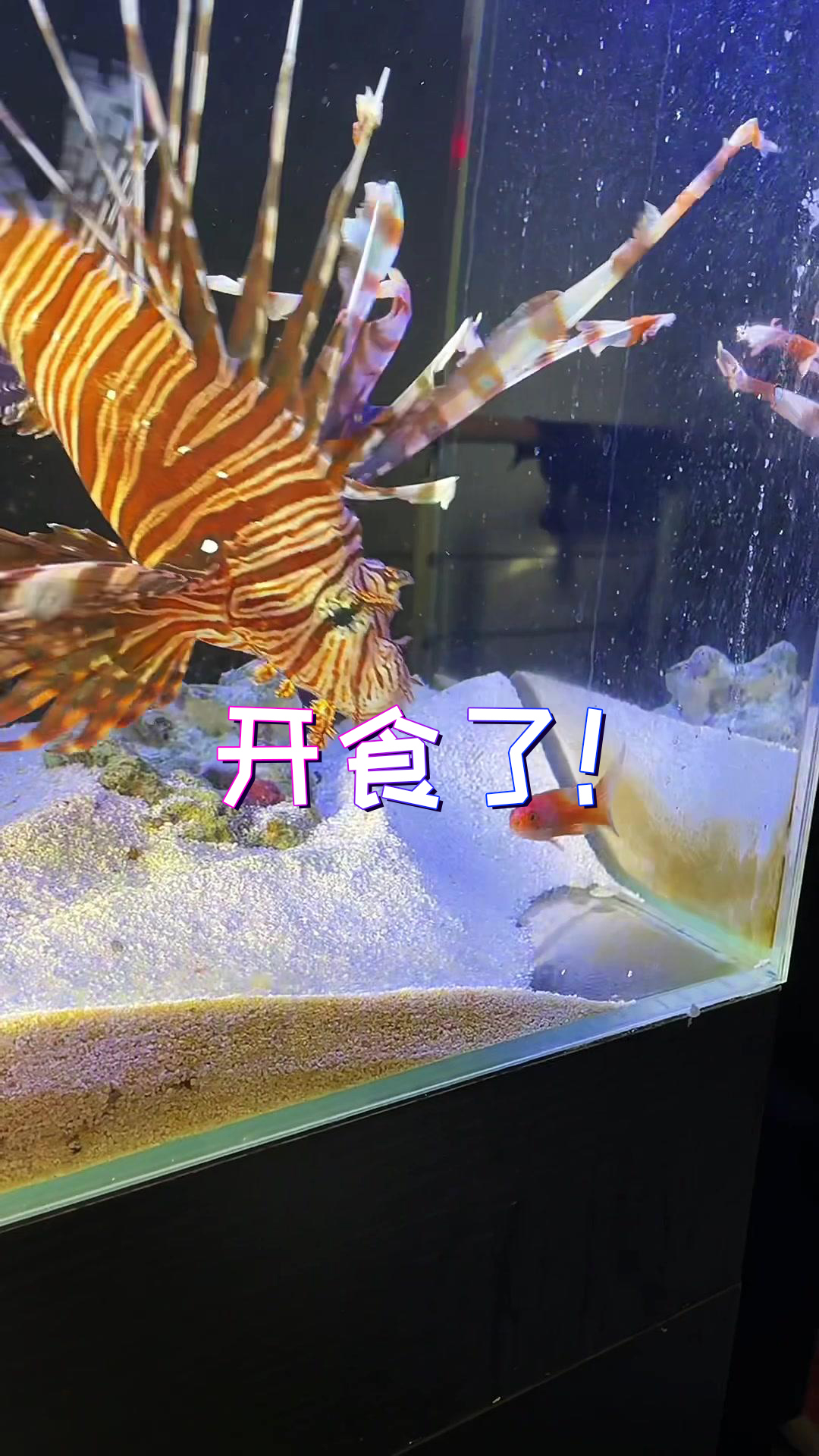 我看以后谁再叫我狮子鱼杀手!