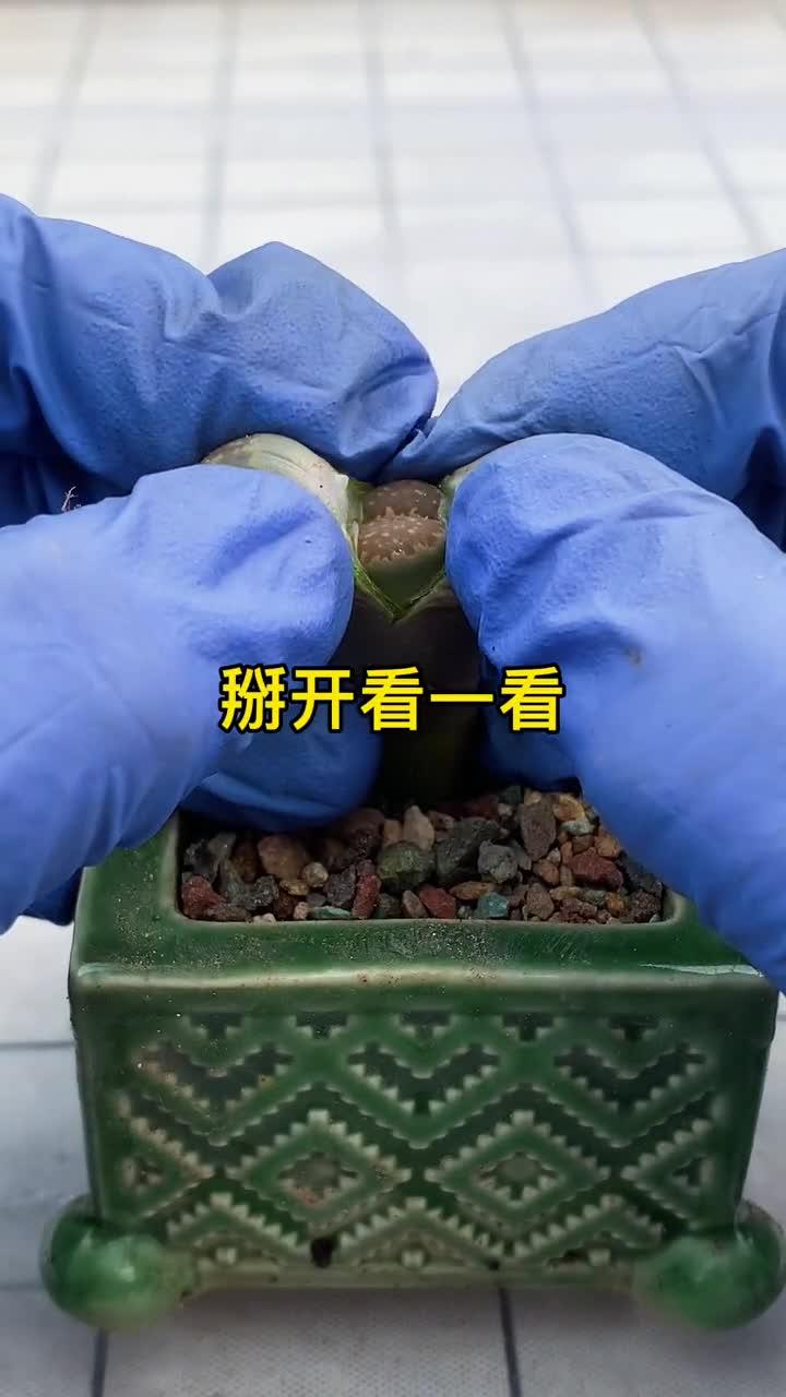 生石花徒长了,你是咋处理的多肉,让它下崽吧