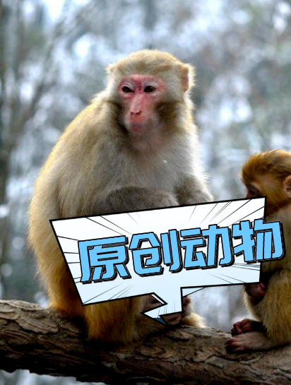 章鱼的迷惑行为,靠挖鼻孔让雌章鱼怀孕,动物繁衍后代有多艰难2