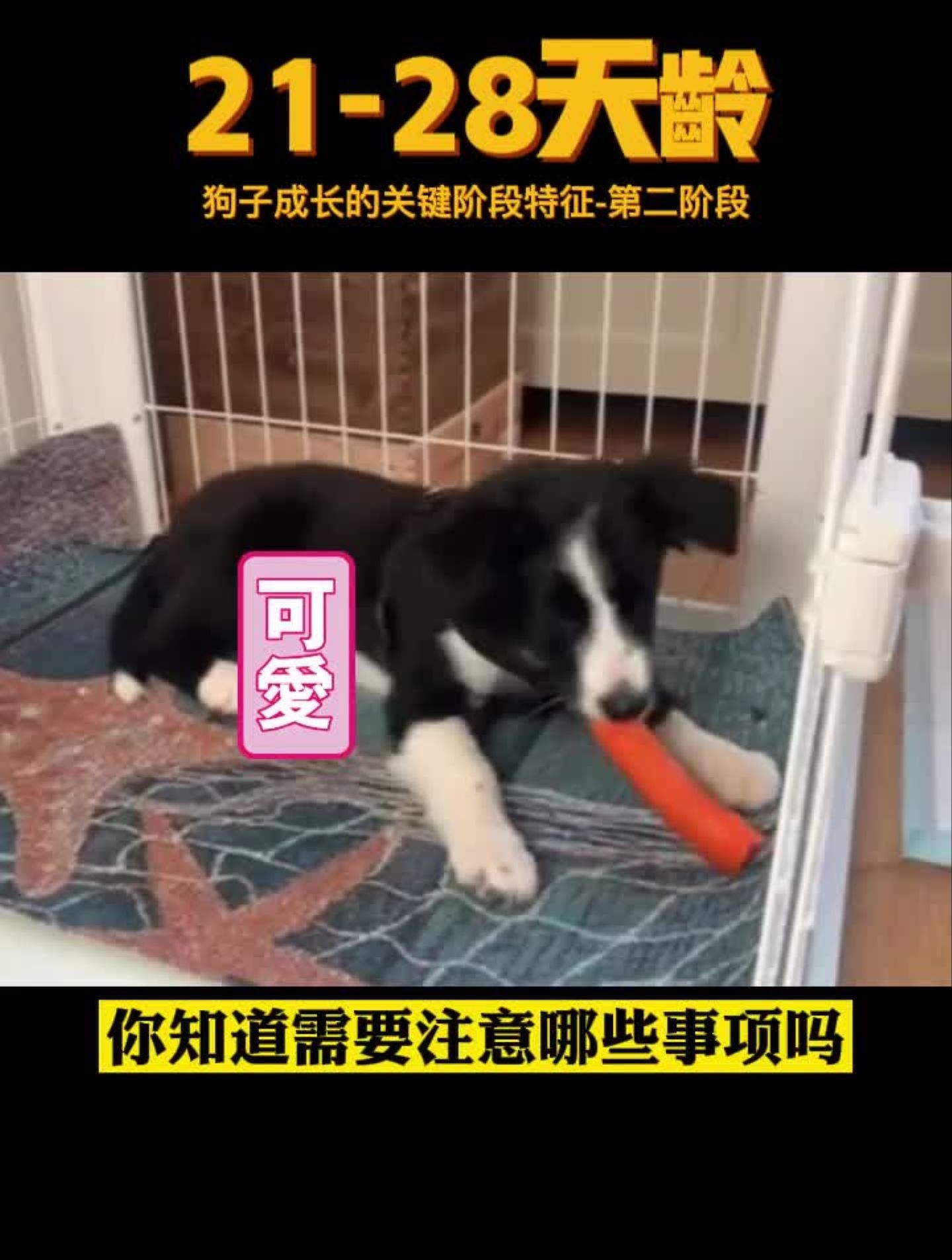 狗狗21-28天成长历程与注意事项,快来看看你知道多少