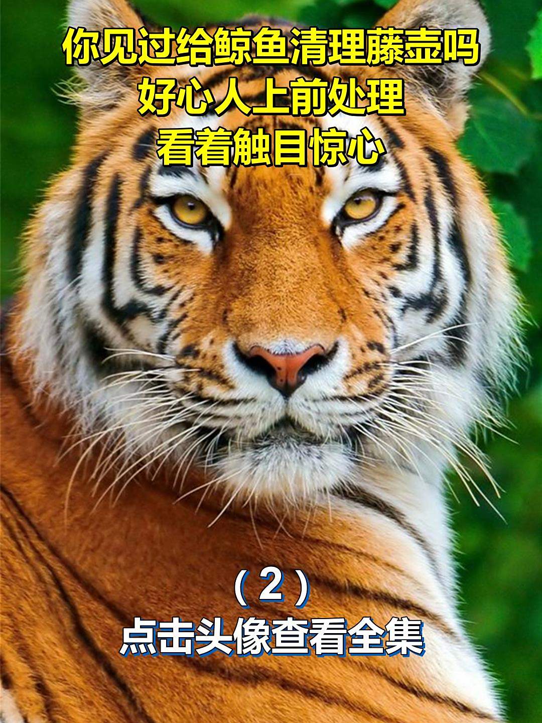 你见过给鲸鱼清理藤壶吗,好心人上前处理,看着触目惊心2