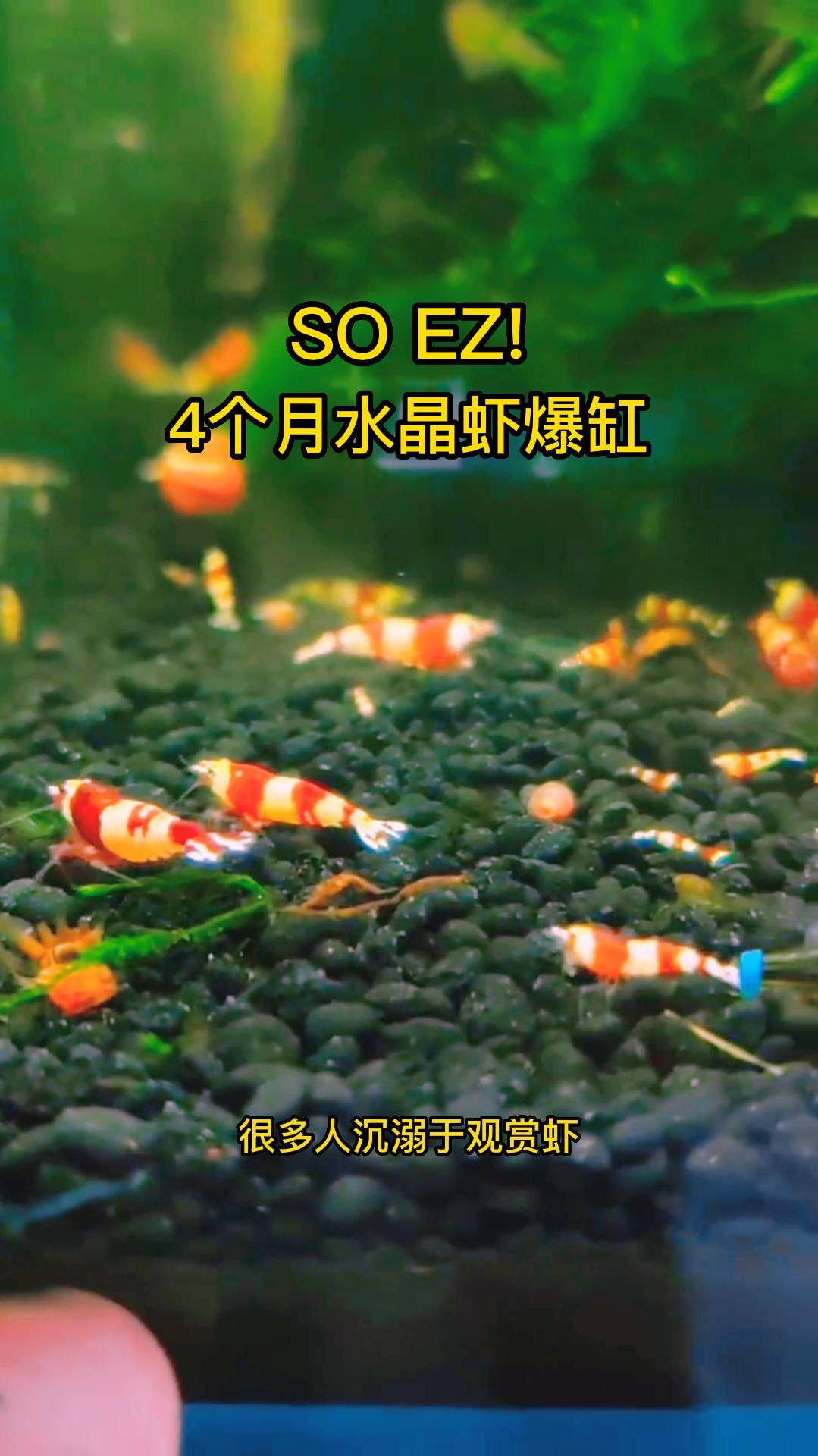 水晶虾爆缸超简单的