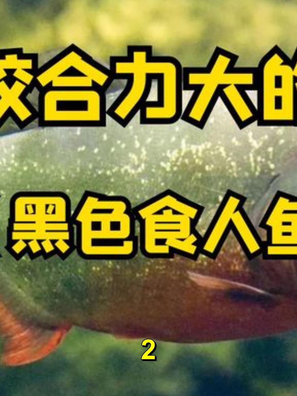 六大咬合力大的鱼类,黑色食人鱼2