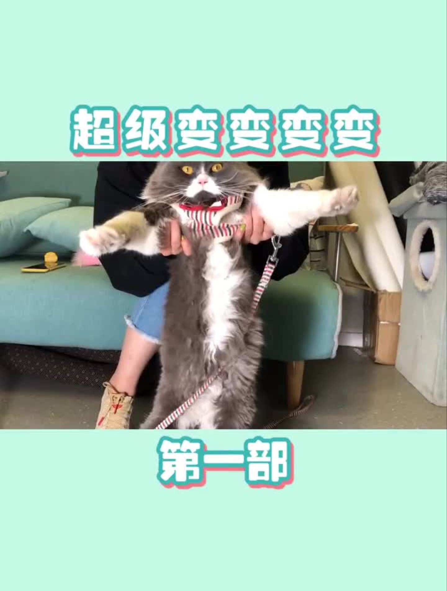 你猜我要模仿啥,快来看小猫咪模仿的像不像!