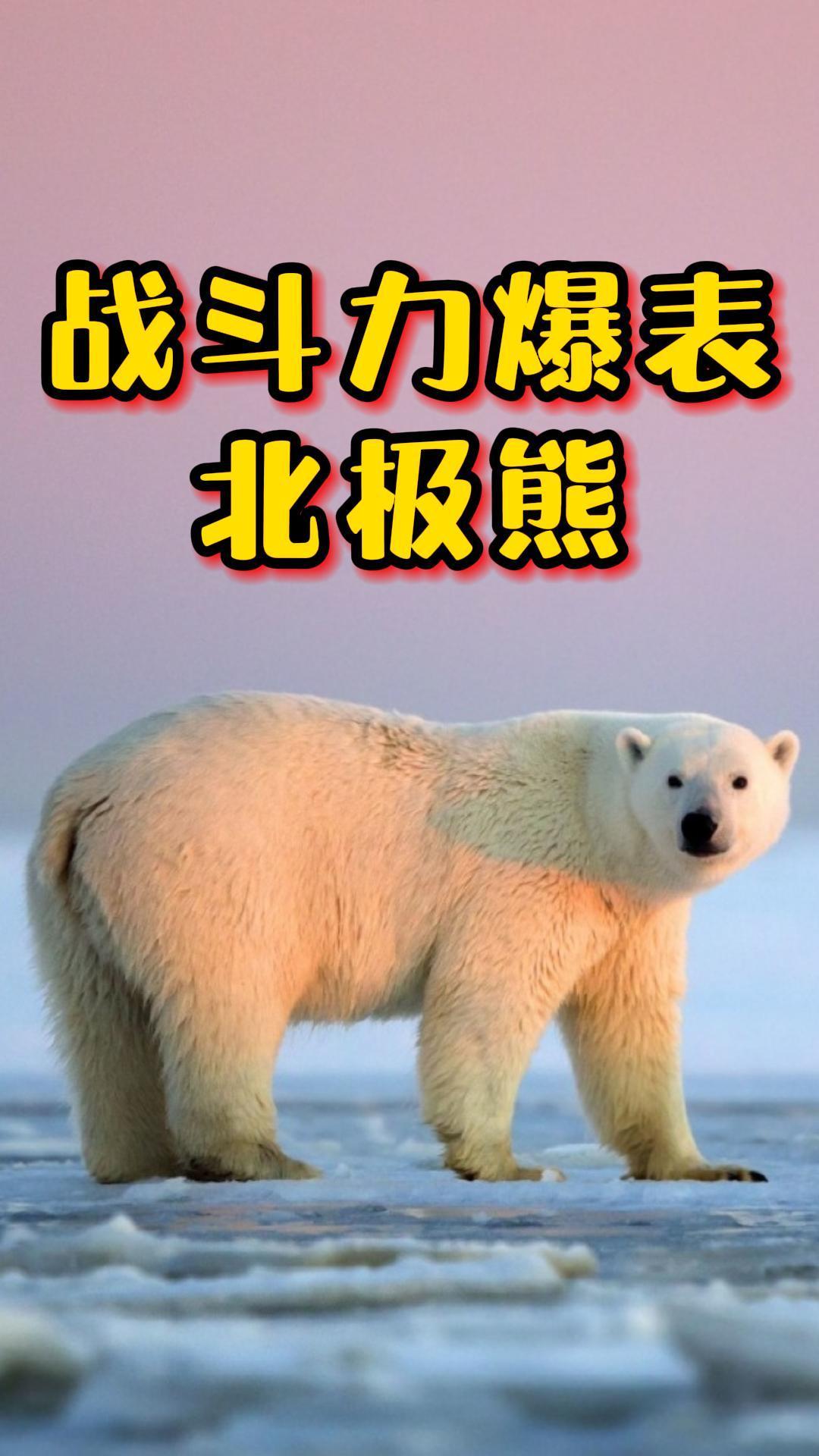 世界上最大的陆地食肉动物,战力爆表的北极熊,也有憨憨的一面!