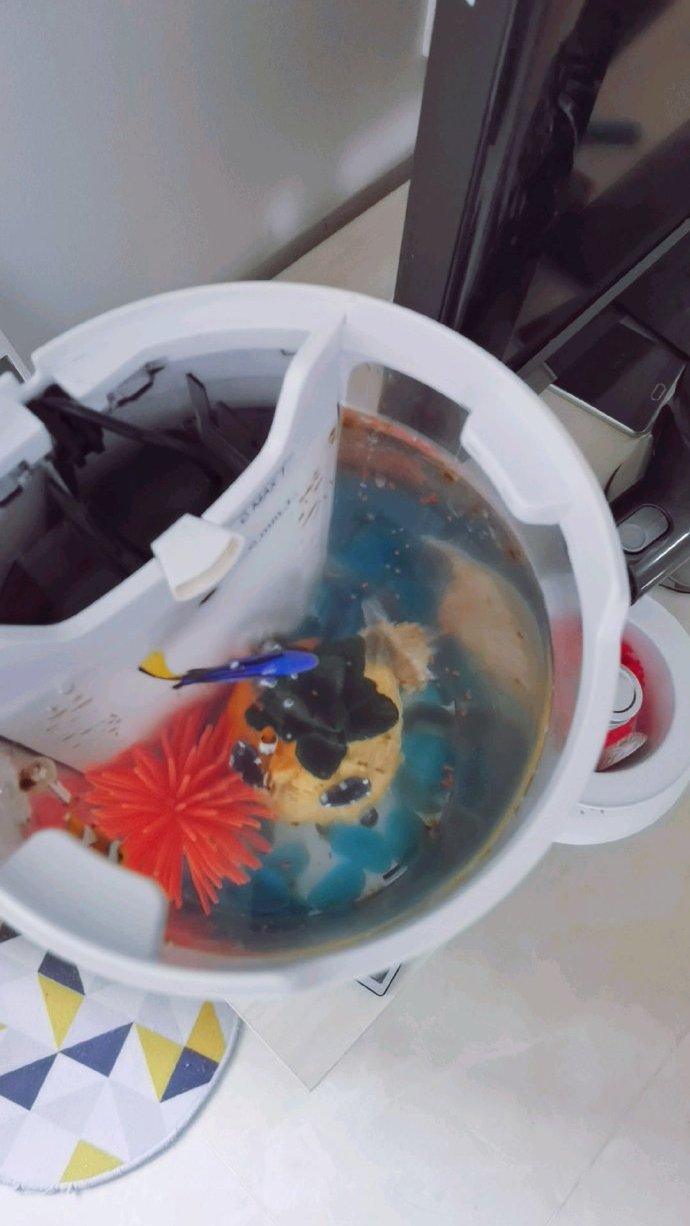 鱼缸里的小丑鱼尼莫
