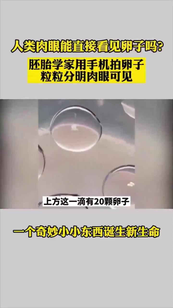 卵子竟可以肉眼可见,胚胎学家用手机拍摄卵子,粒粒分明肉眼可见