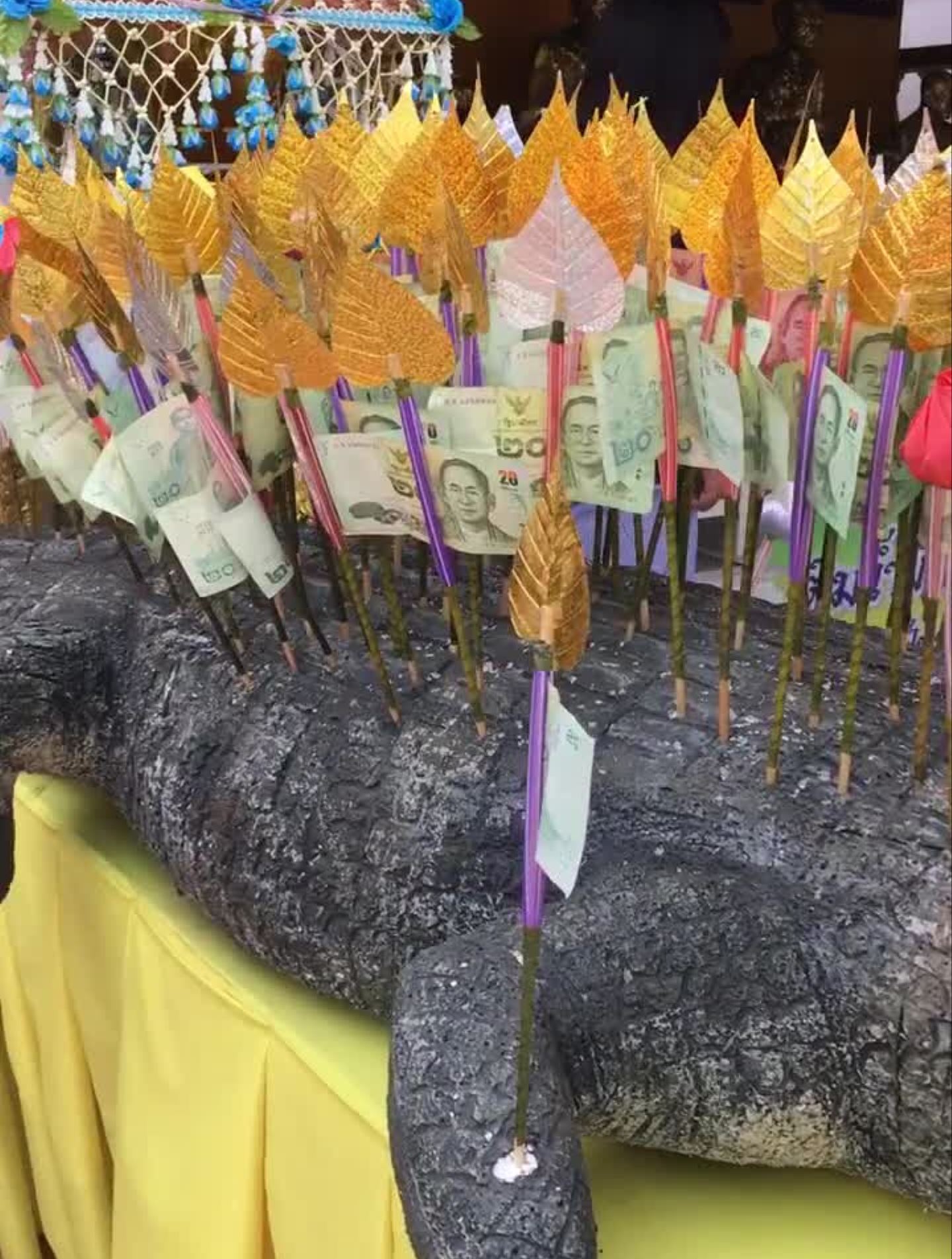 泰国鳄鱼身上都是钱