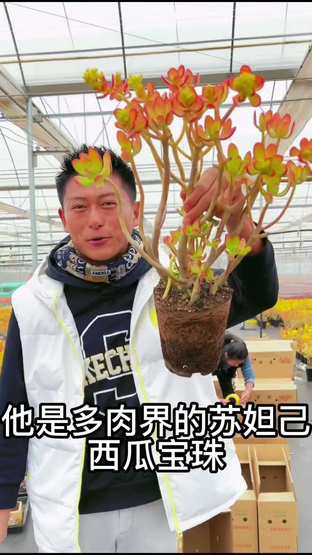 多肉养护知识分享(8)
