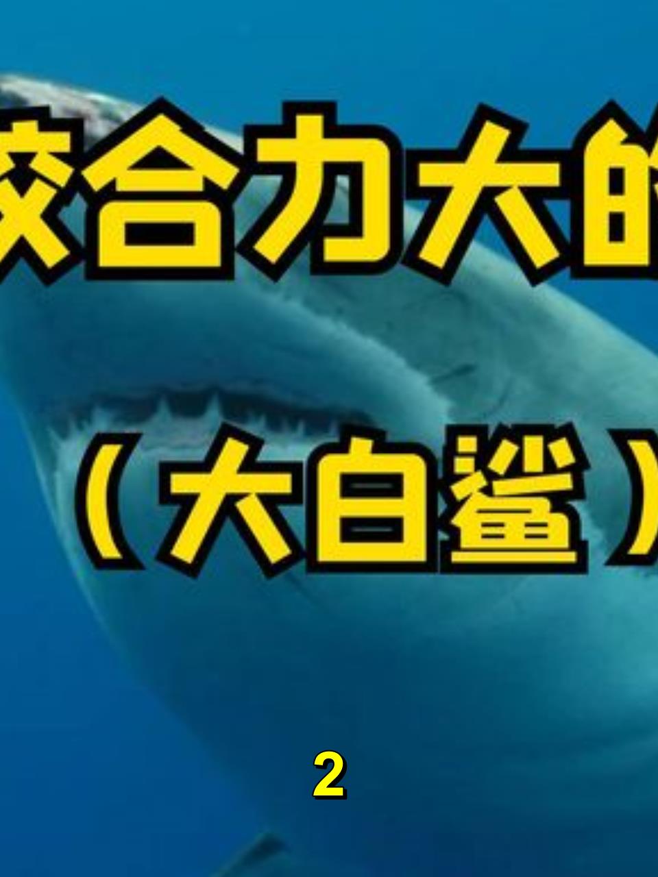 「世界最强咬合力鲨鱼!噬人鲨令人闻风丧胆」2