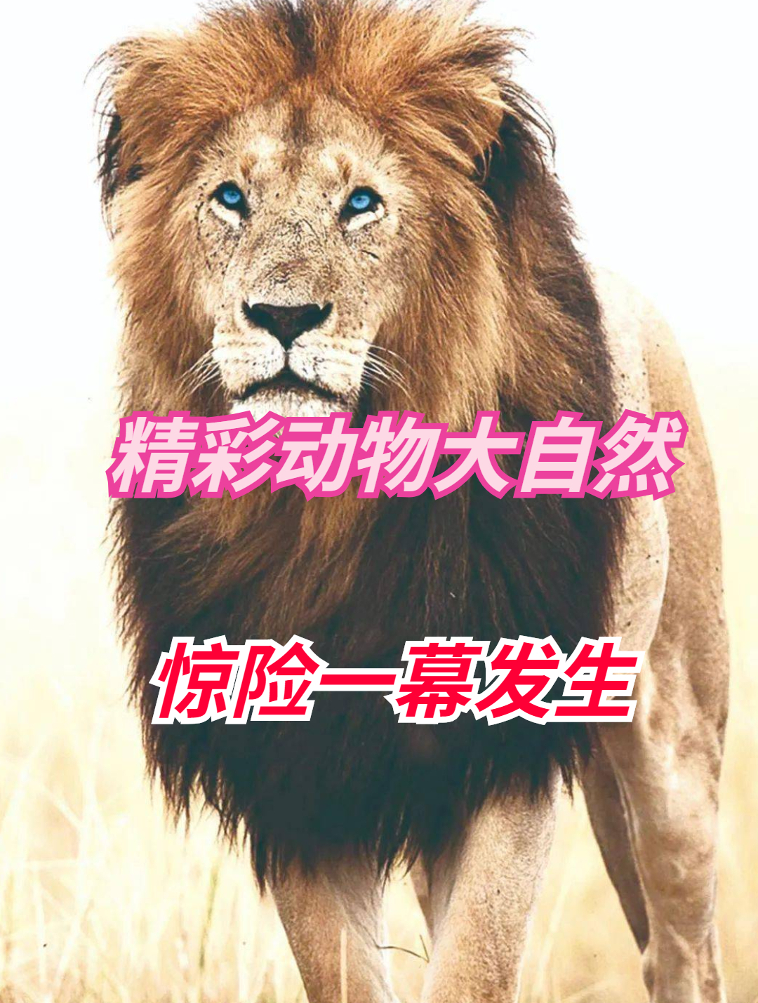 面包虫盘荔枝!吃的嘎嘎老香了!最后只剩下黑不溜秋的皮2