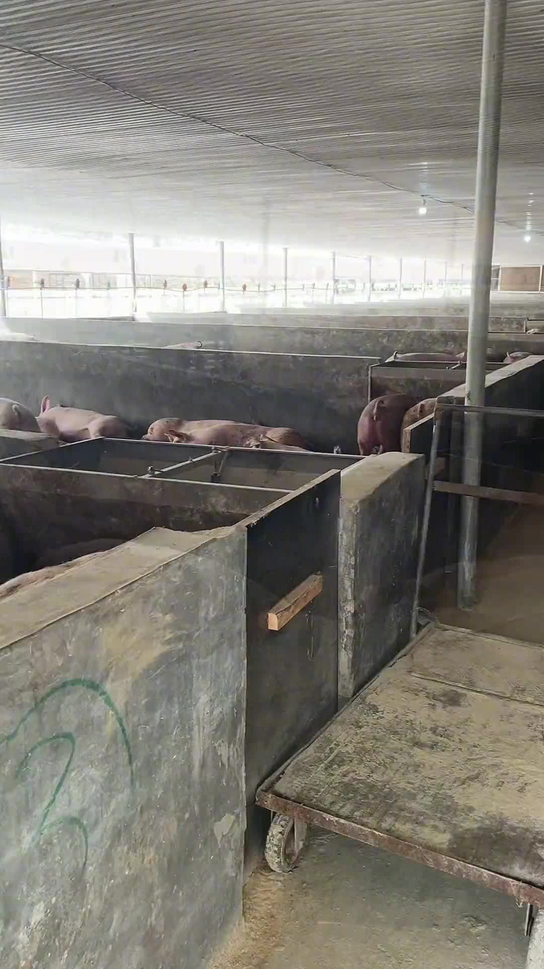 1300w改造猪栏第二集进场看看会不会碰到美女拭目以待