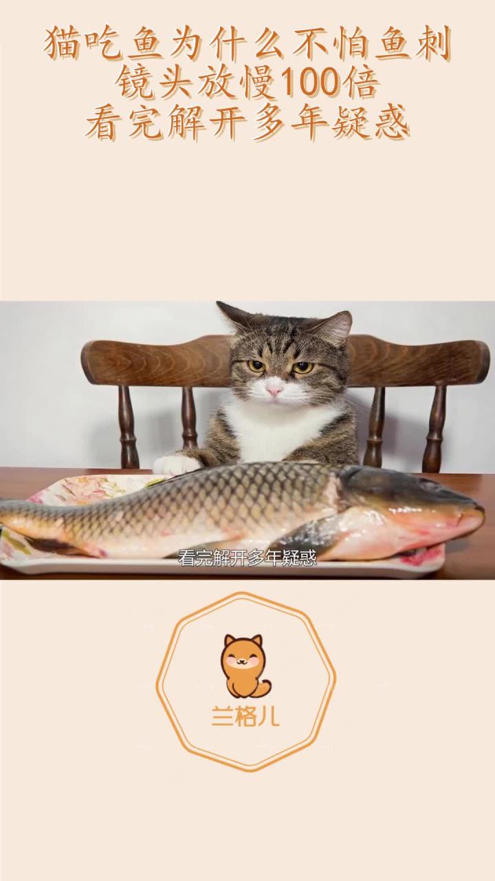 猫吃鱼为什么不怕鱼刺?镜头放慢100倍,看完解开多年疑惑