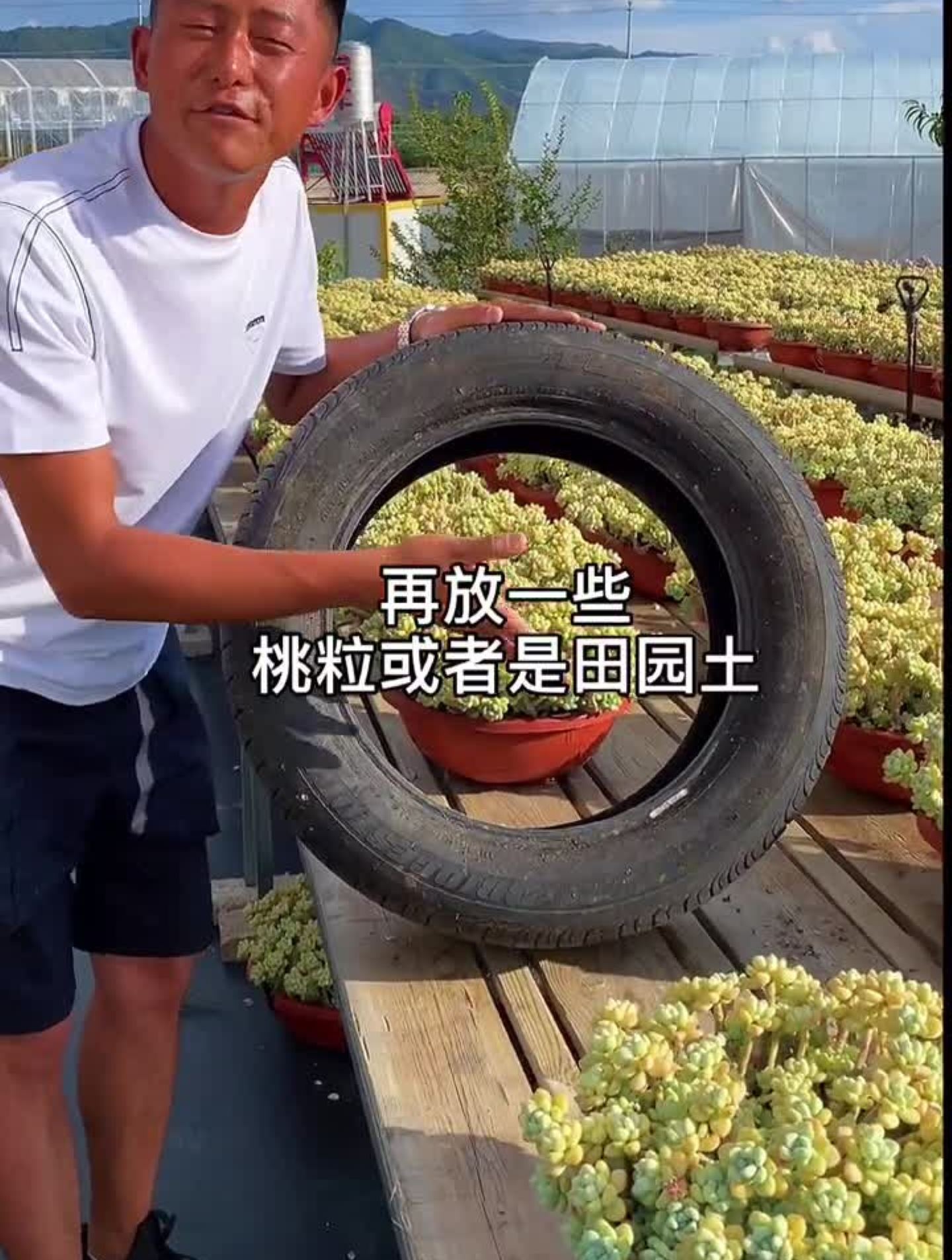 多肉植物种植,造景庭院组合多肉
