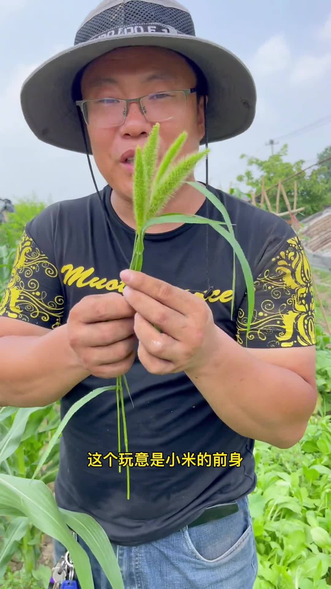 小米种子给大家分享!喜欢的可以自己种些