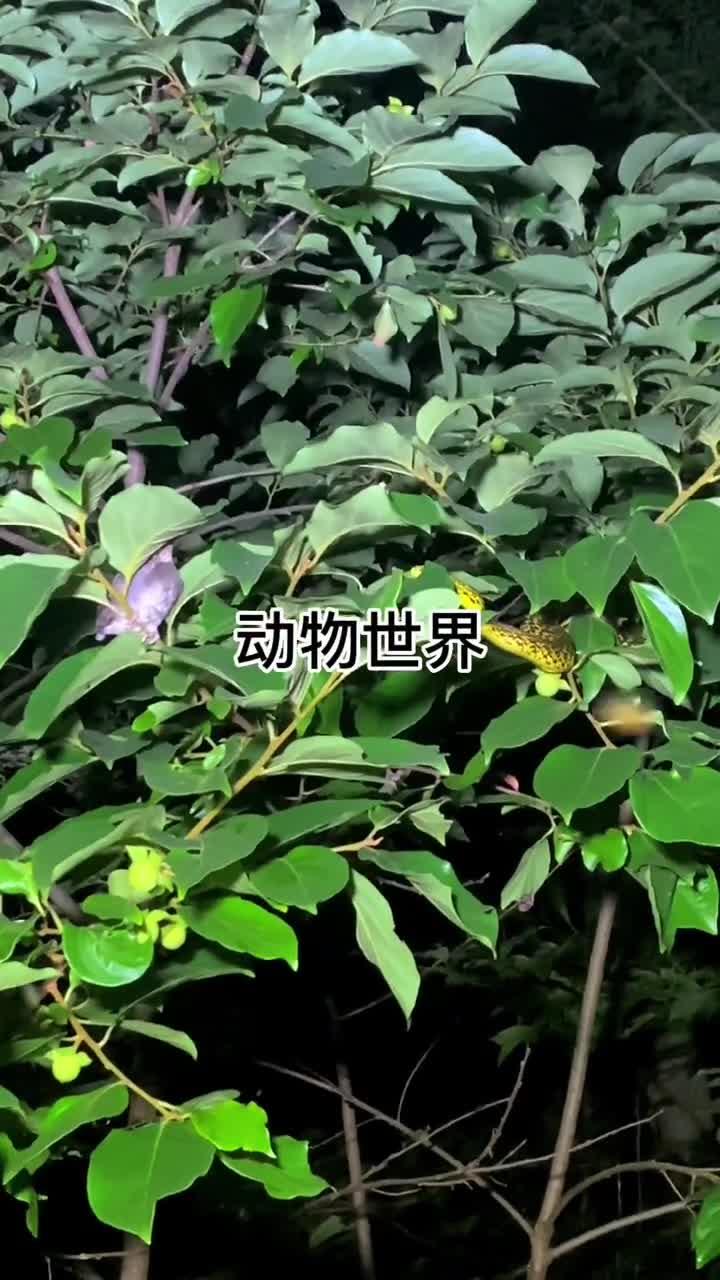 你们那边王锦蛇叫什么,我们这边叫油菜花有同款吗