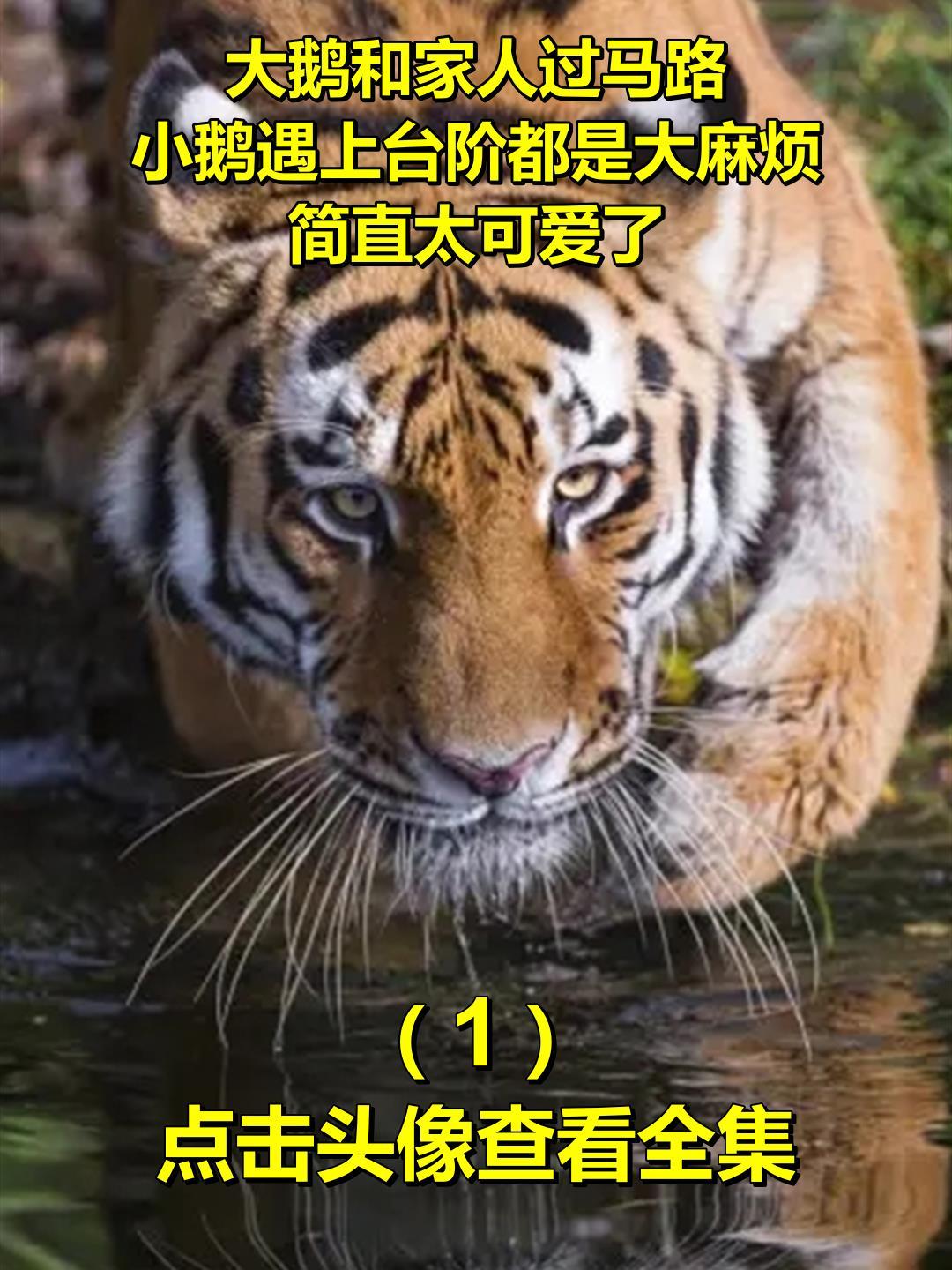 大鹅和家人过马路,小鹅遇上台阶都是大麻烦,简直太可爱了1