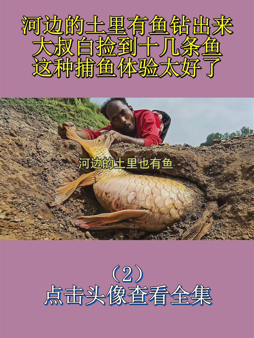 河边的土里有鱼钻出来?大叔白捡到十几条鱼,这种捕鱼体验太好了