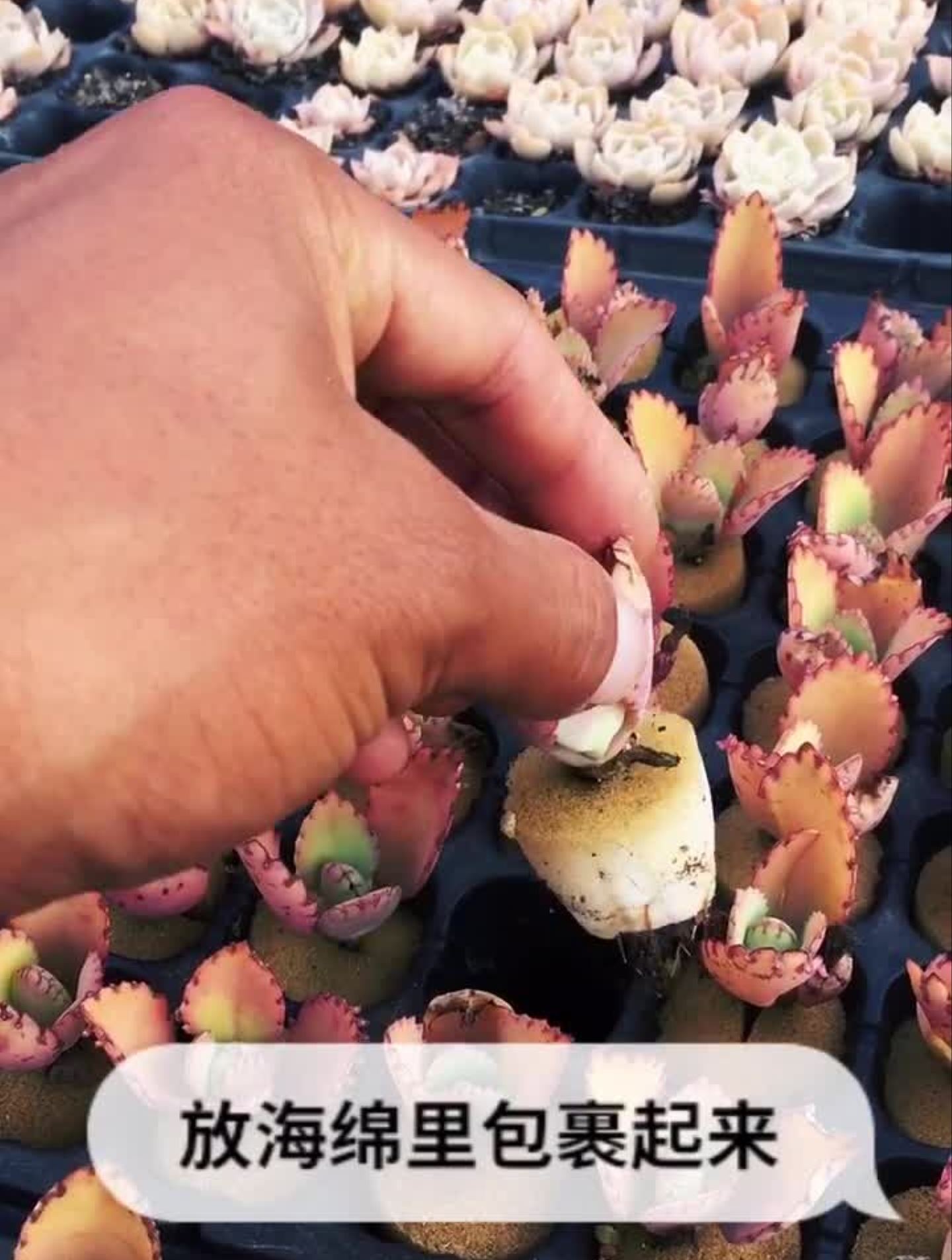 讲解多肉知识与生长过程,有喜欢得小伙伴记得每日观看哦