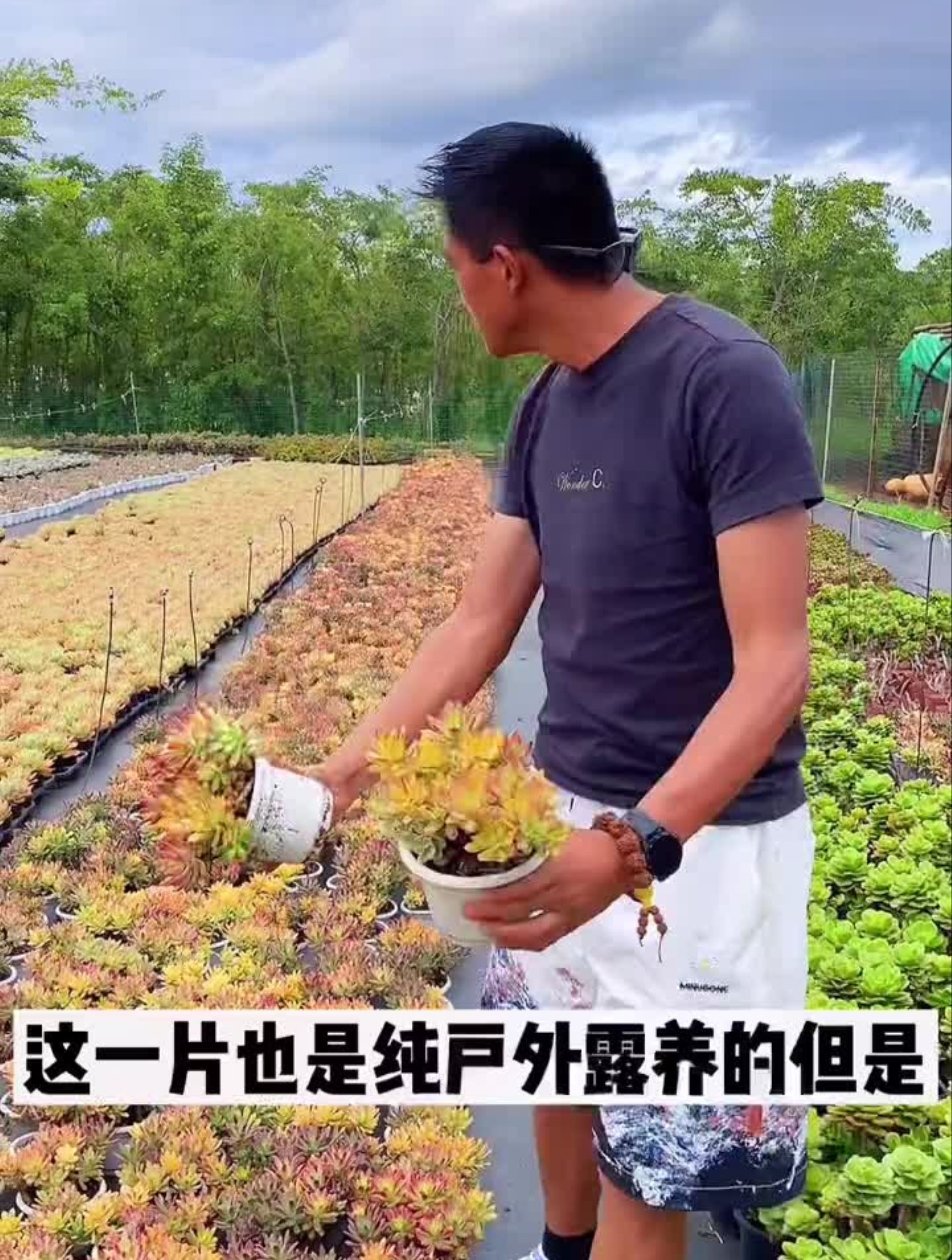 哇塞楼,这个颜值太赞了。明天上午9点准备好了多肉