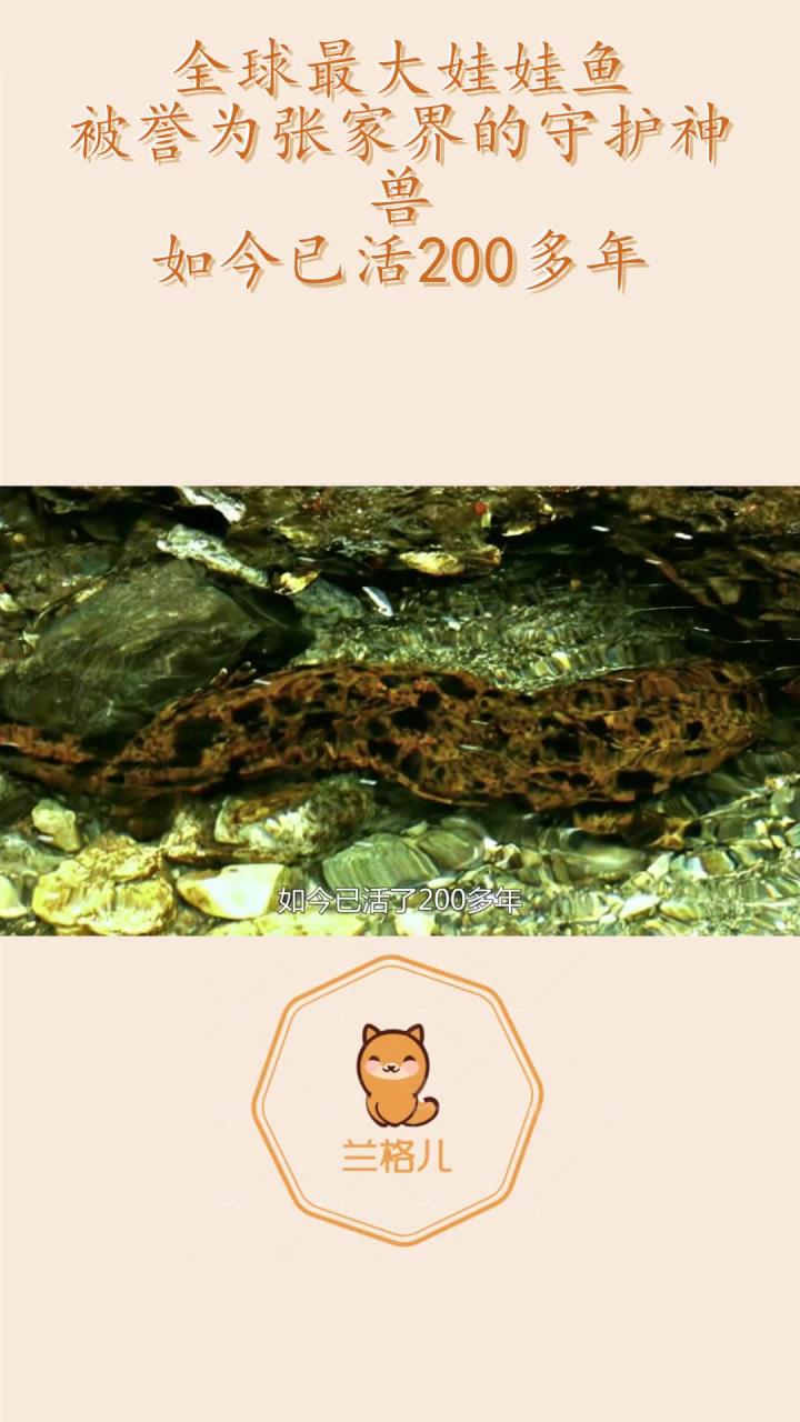 全球最大娃娃鱼,被誉为张家界的守护神兽,如今已活200多年!