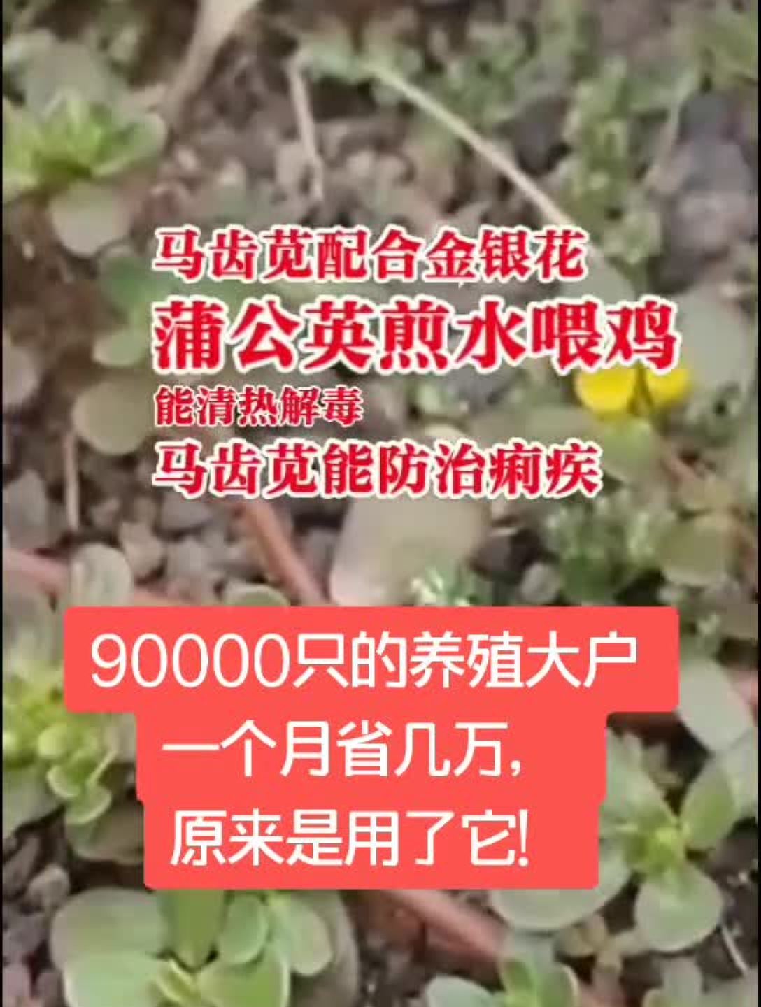 省钱中药材!养鸡用马齿苋,挣钱挡不住!蛋鸡土鸡养鸡