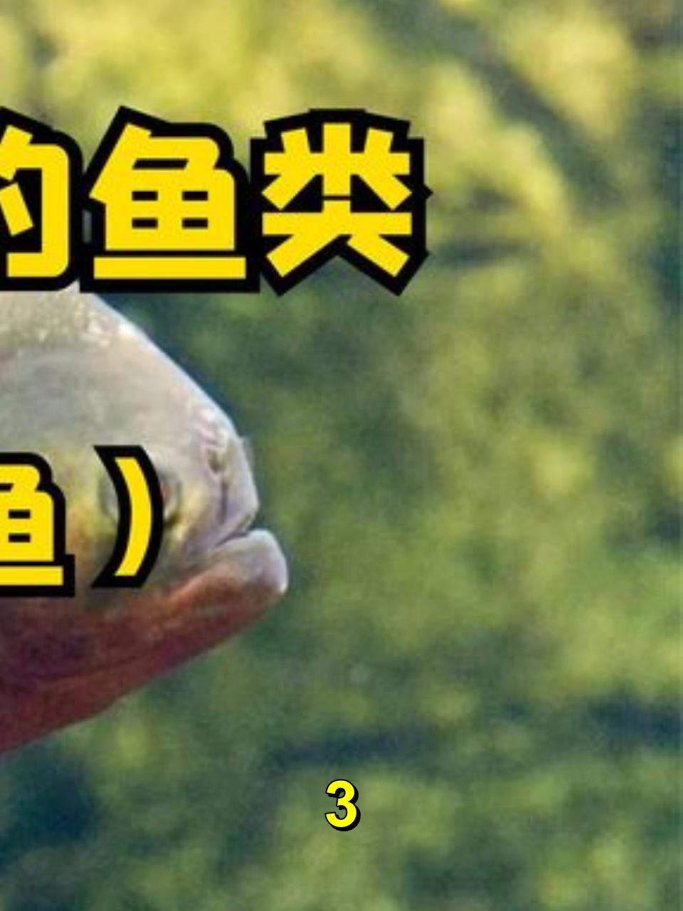 六大咬合力大的鱼类,黑色食人鱼3