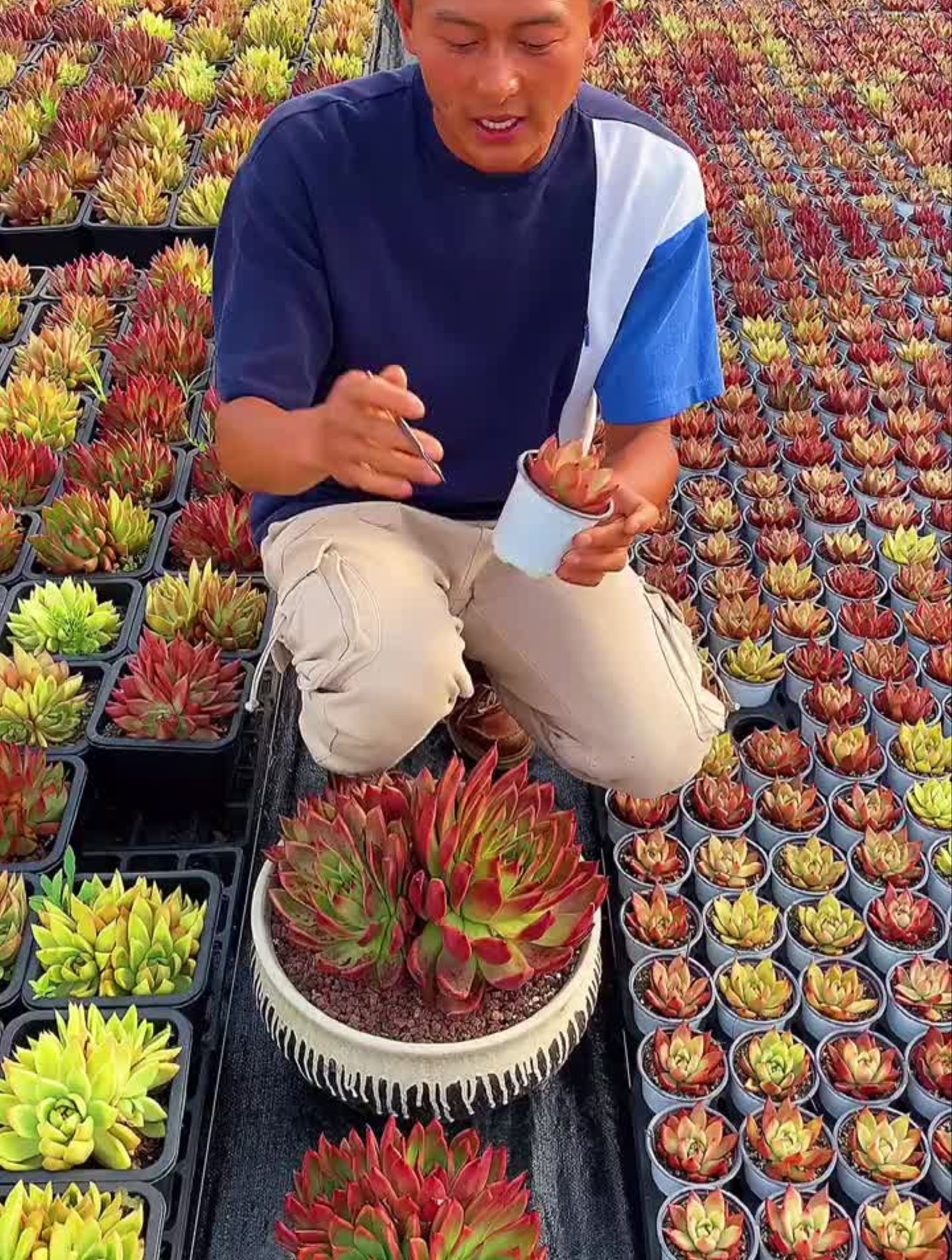 记得来看看3000颗的弗兰克,一定震撼多肉