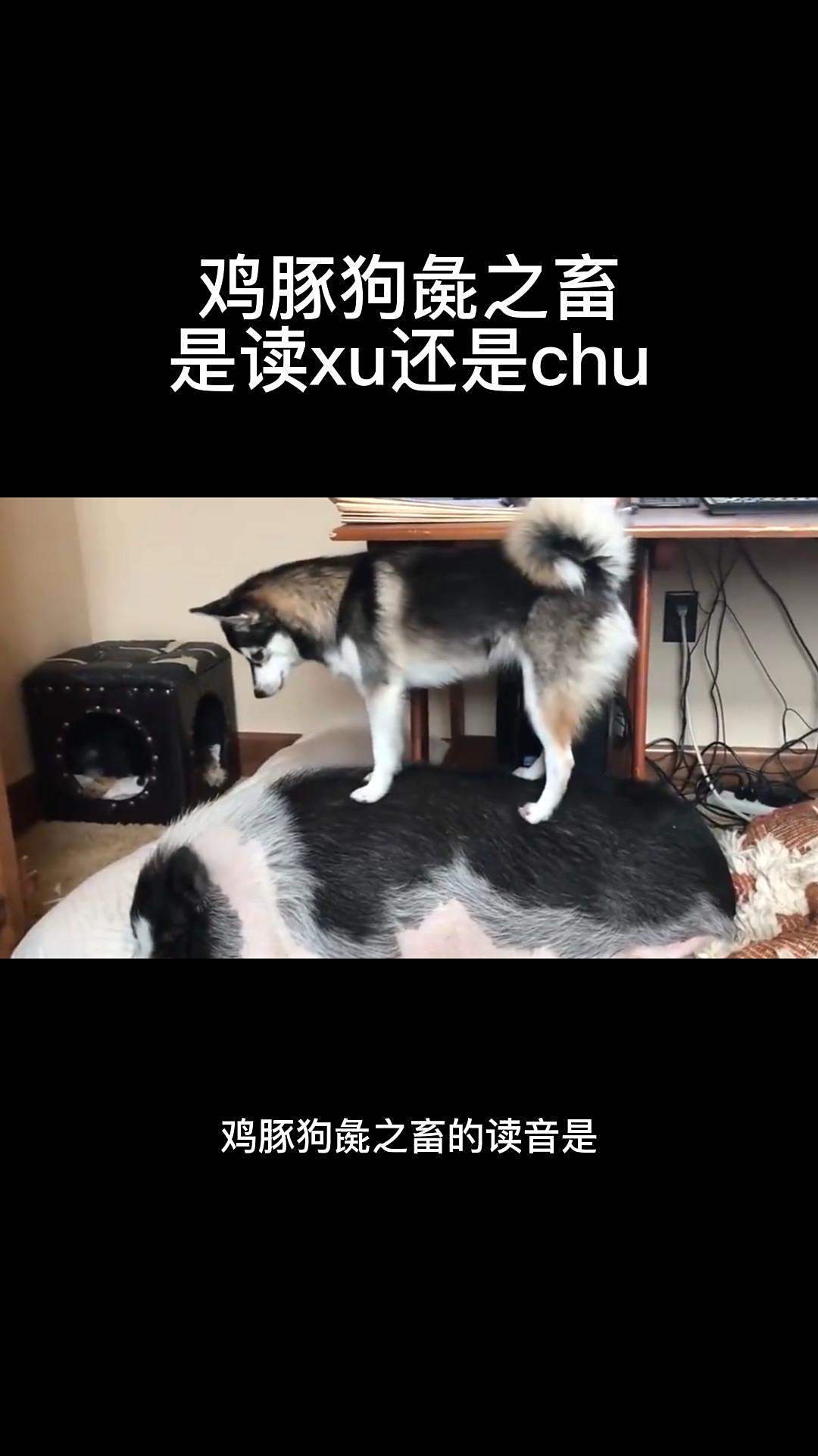 鸡豚狗彘之畜是读xu还是chu