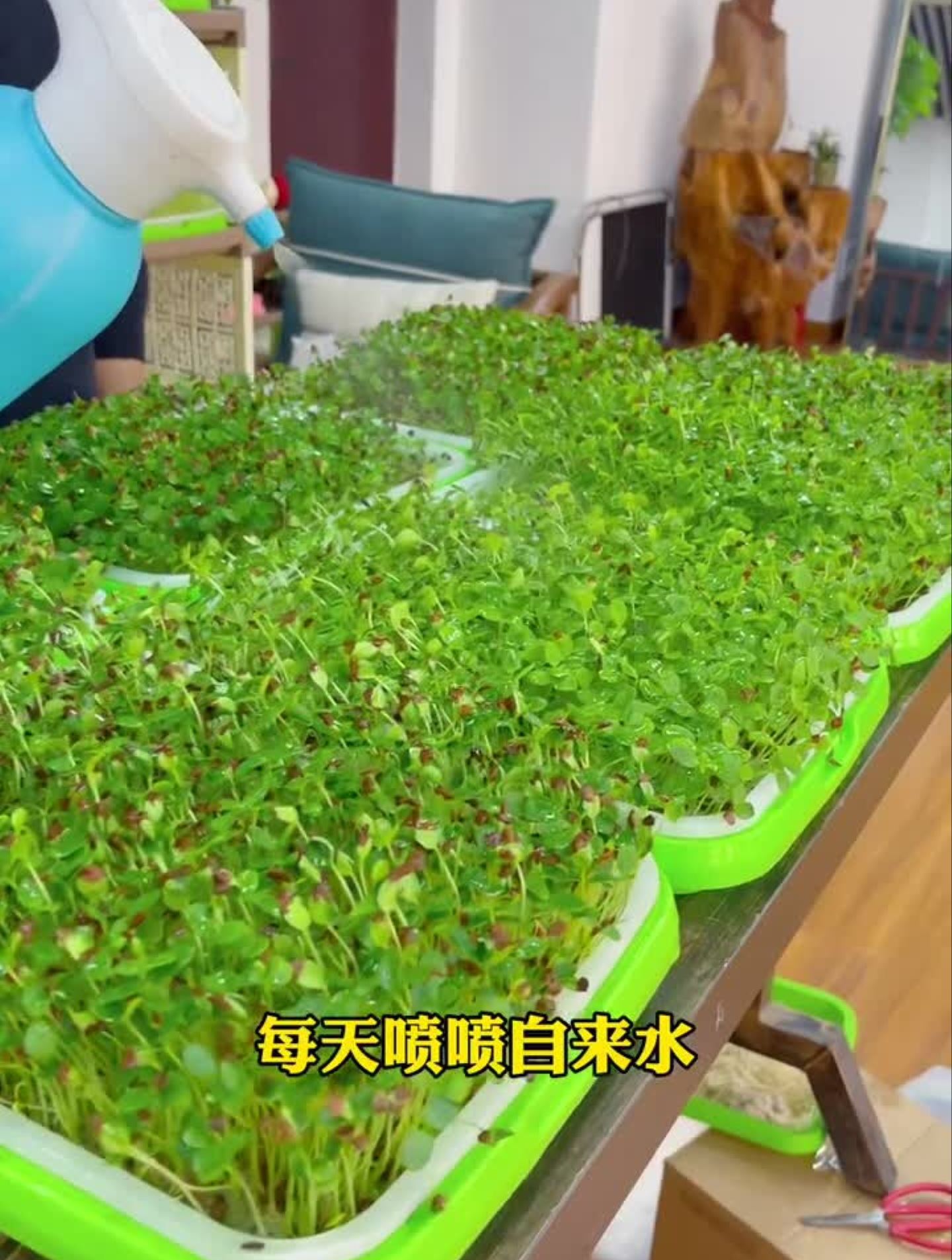 但这个香椿苗珍贵又真贵新农人计划2021芽苗菜种菜