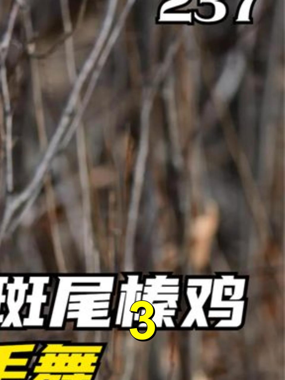 超凡动物斑尾榛鸡:强劲有力的鼓手舞,出手得卢成功俘获雌性芳心3