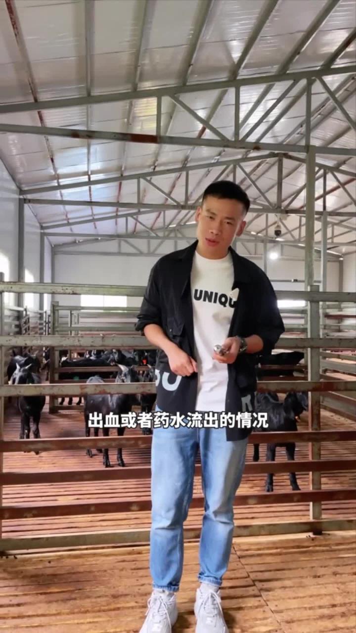 给羊打针容易起包是什么问题?