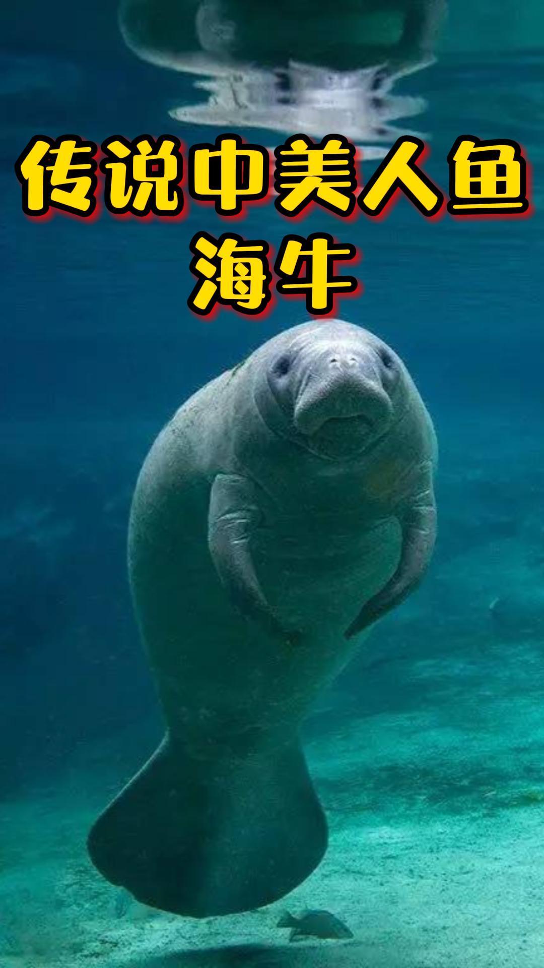 传说中的美人鱼,潜水全靠放屁的海牛!