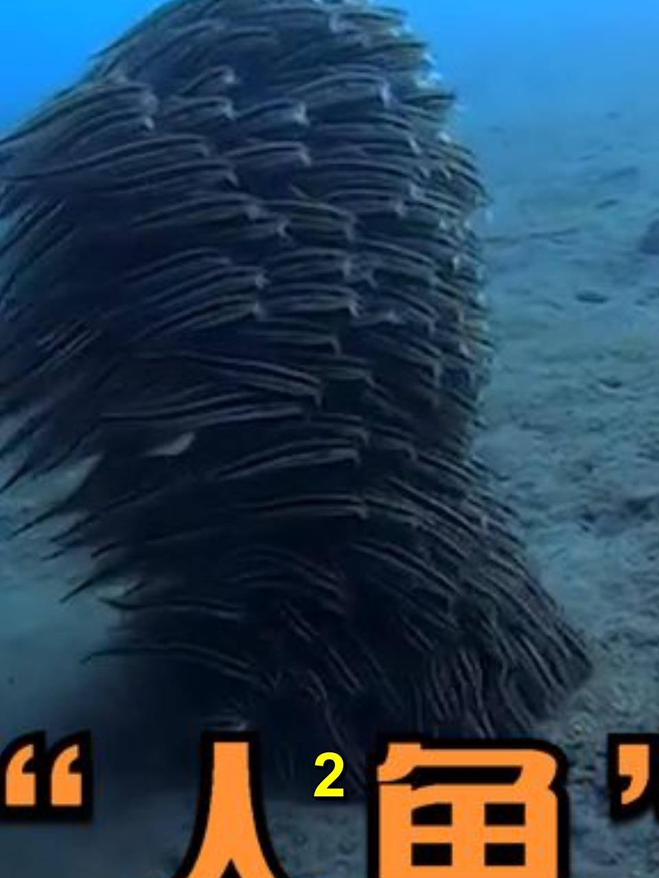 潜水员海底发现行走的“人鱼”,走近一看,直叫人头皮发麻!2