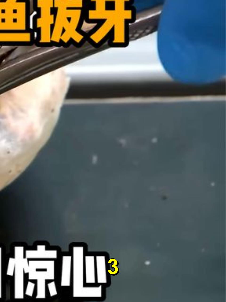 给2500斤的鳄鱼拔牙,现场险些发生人命,切开牙龈后