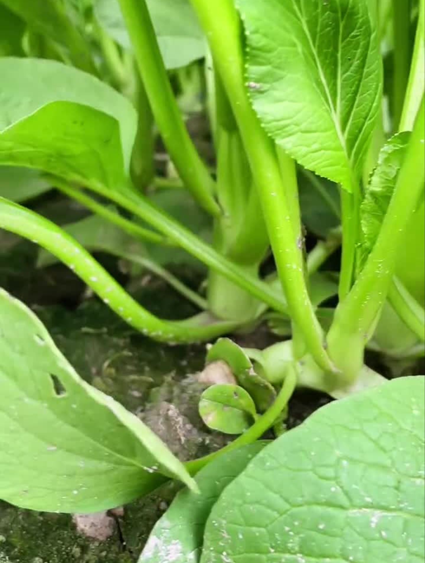 这款甜脆菜心撒播28天就能采收,秋季更好种植你们也种起来吧!