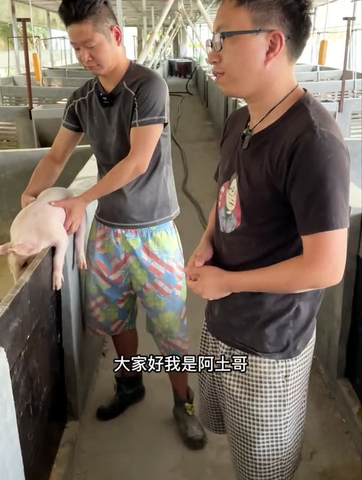 30斤750块猪苗抓不抓?理论上养到250斤,饲料单价2块钱